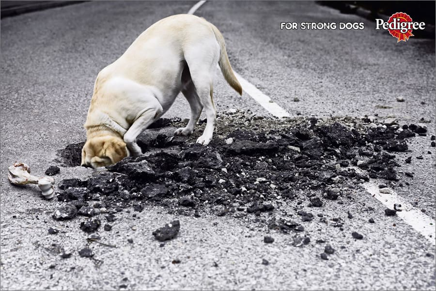 pedigree