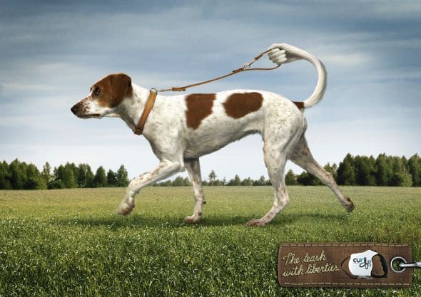 curli dog 1